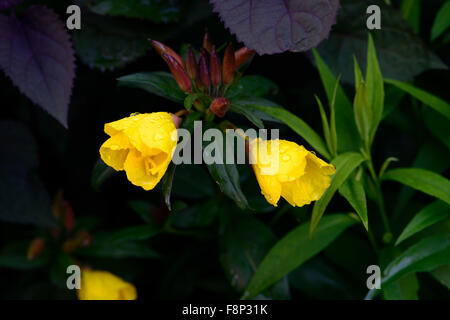 Floraison de fleurs jaunes Sundrops Oenothera fruticosa ssp. glauca Sonnenwende tetragona syn Floral RM Banque D'Images