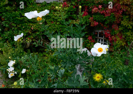 Romneya coulteri Syn trichocalyx Californian Tree Poppy Coulter's ISBN 2-07-059113-1 blanc pavot fleur fleurs floral fleurs RM Banque D'Images