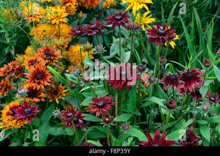 Rudbeckia cherry brandy cherokee sunset black-eyed susan brown fleurs bronze moitié vivace blossom Floral RM à la fin de l'été Banque D'Images