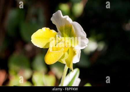 Sabot de Vénus (Paphiopedilum) fleur d'orchidée Banque D'Images