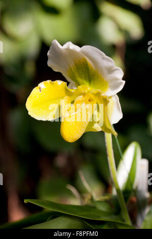 Sabot de Vénus (Paphiopedilum) fleur d'orchidée Banque D'Images