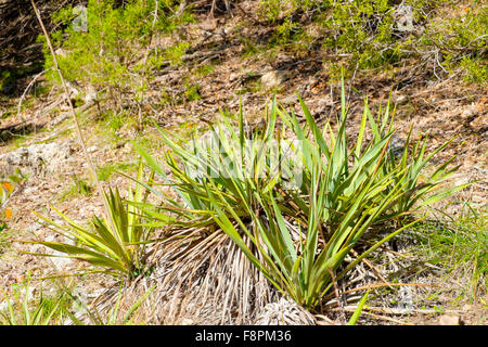 Groupe de petits cactus Yucca yucca Arkansas arkansana croissant sur colline, dans le centre du Texas Banque D'Images