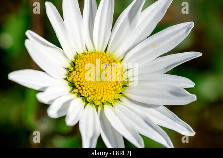 Oxeye Daisy Banque D'Images