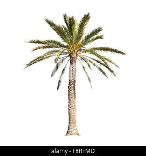 Date palm tree isolé sur fond blanc Banque D'Images