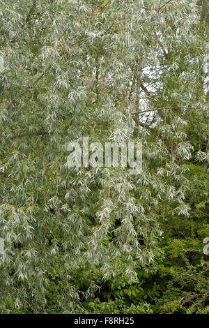 White Willow, Salix alba, le feuillage d'un arbre à côté du canal de Kennet et Avon, juin Banque D'Images