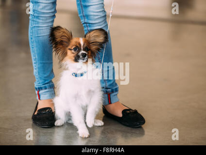 La papillon chien aussi appelé le petit Toy Spaniel, est une race de chien de l'Épagneul type. Butterfly-oreilles Banque D'Images