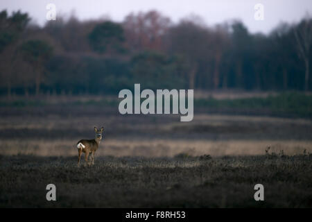 Roe deer / Reh ( Capreolus capreolus ) en fourrure d'hiver se trouve dans la bruyère à sec, grande ouverte. Banque D'Images