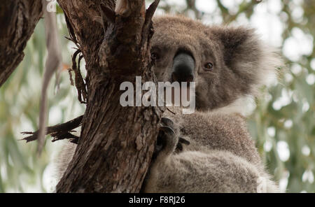 Koala assis dans un arbre, Raymond Island, Victoria, Australie Banque D'Images