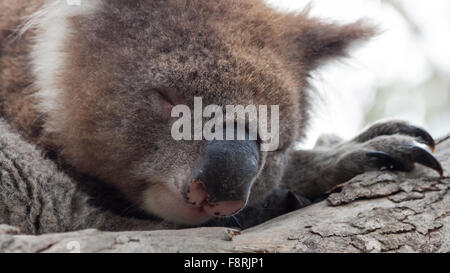 Gros plan d'un koala endormi dans un arbre, rivière Kennett, Victoria, Australie Banque D'Images