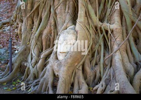 Thaïlande - Ayutthaya, Wat Mahathat Temple, une tête de Bouddha envahie par les racines des arbres Banque D'Images