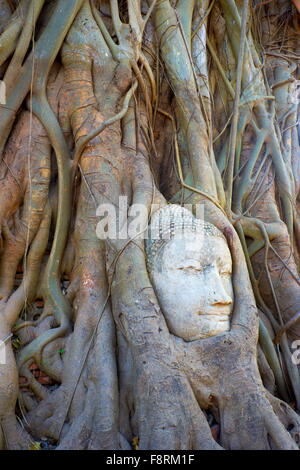 Thaïlande - Ayutthaya, Wat Mahathat Temple, une tête de Bouddha envahie par les racines des arbres Banque D'Images