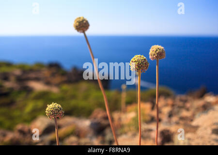 Vue sur campagne fleurs à Pantelleria, Sicile Banque D'Images