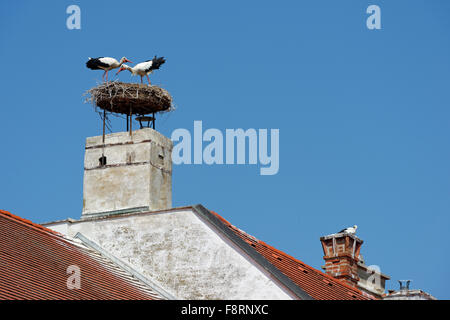 Stork sur une cheminée, cigognes blanches (Ciconia ciconia), la rouille, le lac de Neusiedl, Burgenland, Autriche Banque D'Images