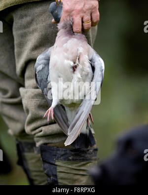 Homme tenant un pigeon shot Banque D'Images