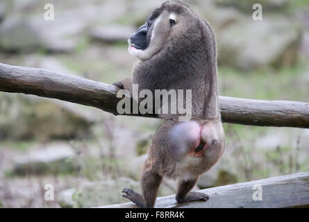 Osnabrück, Allemagne. Dec 11, 2015. Un homme s'interrompt sur le primat de forage dans la direction générale de la pièce jointe dans le Zoo d'Osnabrück, Allemagne 11 décembre 2015. Dans le zoo au cours des dernières semaines un total de sept animaux, le plus grand groupe contigu percer l'Europe au sein de l'espèce en voie de disparition vu le programme. Photo : FRISO GENTSCH/DPA dpa : Crédit photo alliance/Alamy Live News Banque D'Images