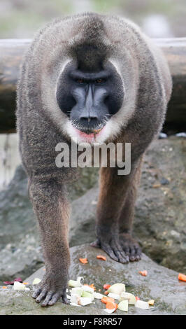 Osnabrück, Allemagne. Dec 11, 2015. Un homme primate de forage dans son enclos au Zoo de Osnabrueck, Allemagne 11 décembre 2015. Dans le zoo au cours des dernières semaines un total de sept animaux, le plus grand groupe contigu percer l'Europe au sein de l'espèce en voie de disparition vu le programme. Photo : FRISO GENTSCH/DPA dpa : Crédit photo alliance/Alamy Live News Banque D'Images