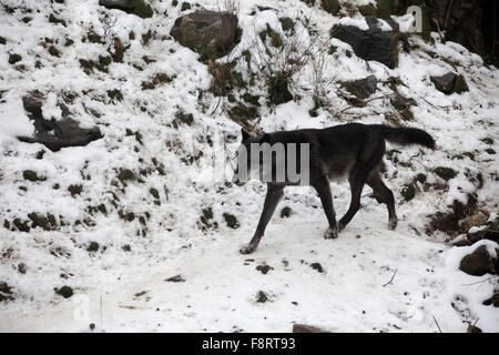 Loups dans le zoo de Hanovre, Basse-Saxe, Allemagne basse. Banque D'Images