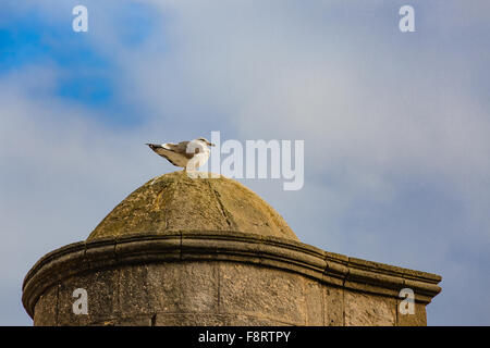 Mouette sur le toit de la maison en médina d'Essaouira. Banque D'Images