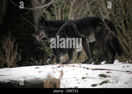 Loups dans le zoo de Hanovre, Basse-Saxe, Allemagne basse. Banque D'Images