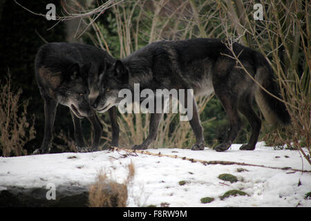 Loups dans le zoo de Hanovre, Basse-Saxe, Allemagne basse. Banque D'Images