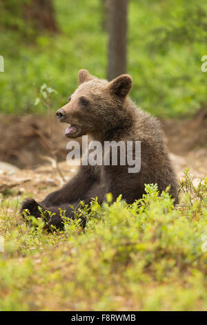 L'ours brun (Ursus arctos), les louveteaux. Banque D'Images