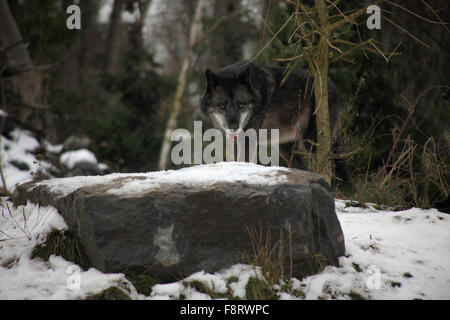 Loups dans le zoo de Hanovre, Basse-Saxe, Allemagne basse. Banque D'Images