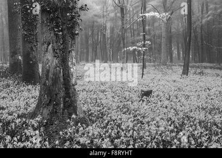 Beau tapis de fleurs à bluebell printemps paysage forêt brumeuse en noir et blanc Banque D'Images