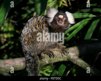 Ouistiti commun brésilien (Callithrix jacchus) dans un arbre, en face de l'appareil photo Banque D'Images
