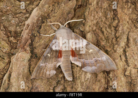 Hawk-moth peuplier, peuplier, homme, sphynx, Pappelschwärmer Pappel-Schwärmer Männchen, Laothoe populi, Sphinx, populi, Schwärmer Banque D'Images