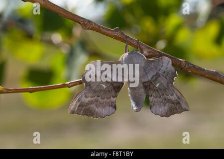 Hawk-moth peuplier, peuplier, homme, sphynx, Pappelschwärmer Pappel-Schwärmer Männchen, Laothoe populi, Sphinx, populi, Schwärmer Banque D'Images