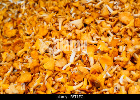 Pile de chanterelles pour la cuisson. Chanterelles jaunes (Cantharellus cibarius) Contexte Banque D'Images