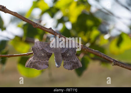 Hawk-moth peuplier, peuplier, homme, sphynx, Pappelschwärmer Pappel-Schwärmer Männchen, Laothoe populi, Sphinx, populi, Schwärmer Banque D'Images