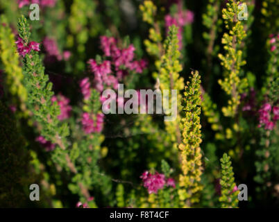 Fleurs d'été trouvés dans les jardins britanniques Banque D'Images