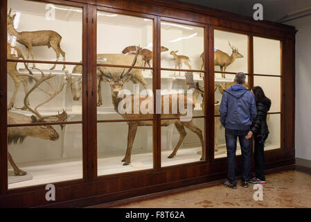 Florence. L'Italie. La Specola, musée de zoologie et de l'histoire naturelle. Banque D'Images