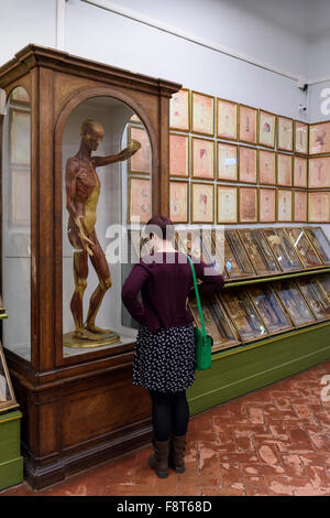 Florence. L'Italie. Collection de modèles anatomiques en cire du 18ème siècle à La Specola, musée de zoologie et de l'histoire naturelle. Banque D'Images