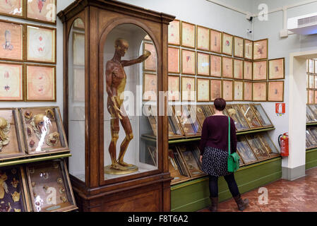 Florence. L'Italie. Collection de modèles anatomiques en cire du 18ème siècle à La Specola, musée de zoologie et de l'histoire naturelle. Banque D'Images