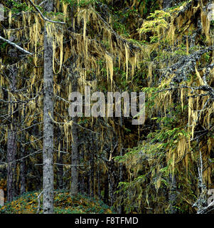 Parc national de Hamra. Banque D'Images