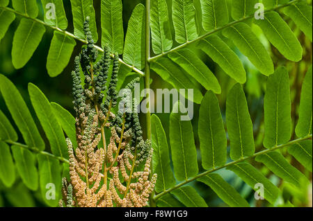 Osmonde Royale / fougère floraison (Osmunda regalis) montrant les frondes fertiles et stériles au printemps Banque D'Images