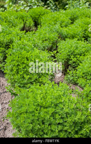 L'amour de Southernwood / lad / sud de l'absinthe (Artemisia abrotanum) dans un jardin de fines herbes Banque D'Images