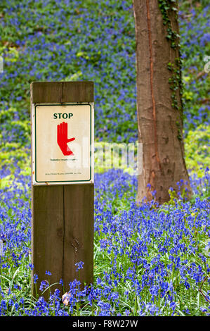 Stop à l'interdiction d'entrer dans la zone protégée avec bluebells (Endymion) nonscriptus en fleur, Hallerbos, Belgique Banque D'Images