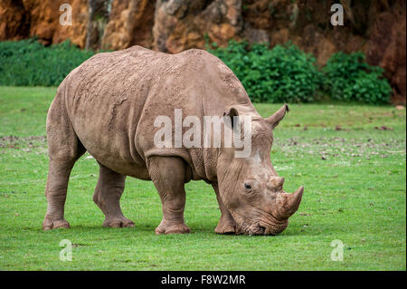 White Rhino / Square-lipped rhinoceros (Ceratotherium simum) de sexe féminin, l'herbe de pâturage Banque D'Images
