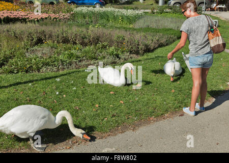 Middle aged woman tannées en short et lunettes de nourrir les cygnes sauvages à Bled, Slovénie Banque D'Images