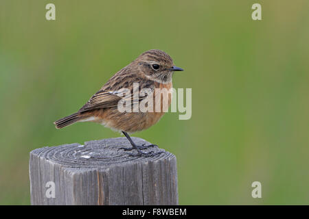 Common Stonechat femelle perchée sur un piquet au Portugal pendant l'hiver Banque D'Images