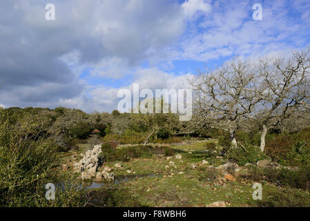 Forêt de chêne liège géré sur le plateau basaltique de la Giara di Gesturi, Sardaigne, Italie Banque D'Images