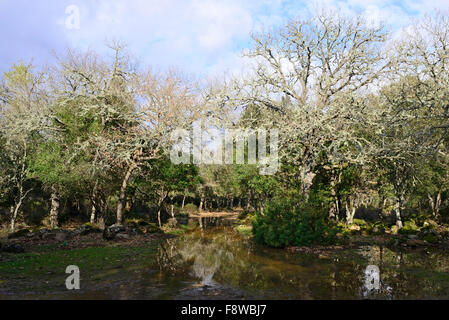 Forêt de chêne liège géré sur le plateau basaltique de la Giara di Gesturi, Sardaigne, Italie Banque D'Images