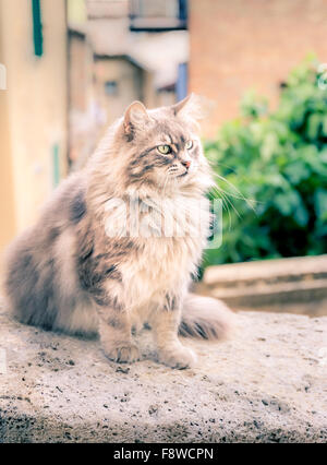 Cheveux longs mignon chat domestique sur un mur Banque D'Images