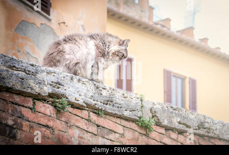 Cheveux longs mignon chat domestique sur un mur Banque D'Images