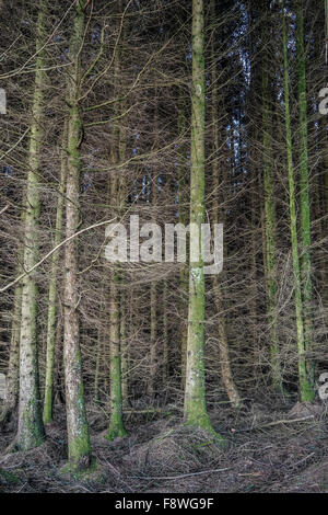 De plus en plus près de la forêt dense dans les Brecon Beacons, le Pays de Galles Banque D'Images