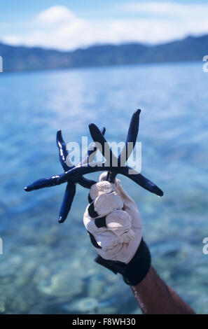 Îles Fidji, Nukubati Island Resort, le personnel plongeur avec étoile de mer bleu, étoile de mer linckia laevigata Banque D'Images