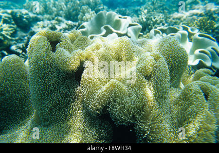 Îles Fidji, de Nukubati Island Resort, reef Banque D'Images